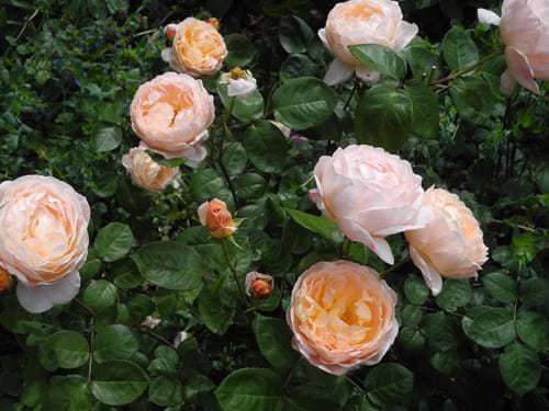 Landscape design Melbourne | Sandra McMahon Gardenscape Design | The David Austin rose 'Tamora'.
