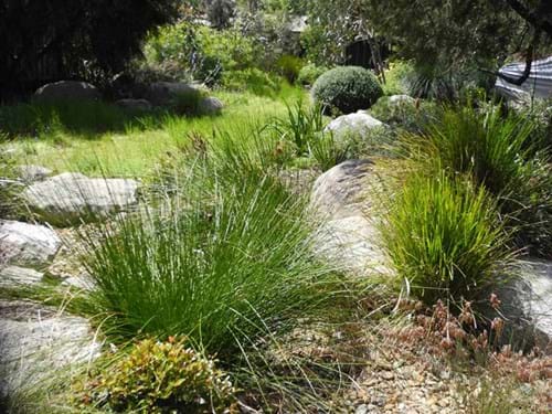 Native garden design | Sandra McMahon Gardenscape Design|