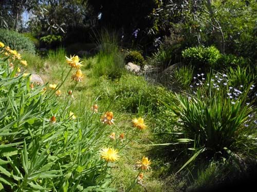 Native Landscape design Melbourne | Sandra McMahon Gardenscape Design