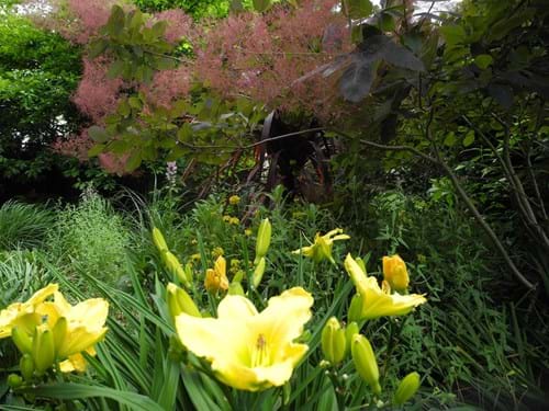 Landscape Design Melbourne | Sandra McMahon Gardenscape Design | Colour design is central to the garden design of Sandra McMahon