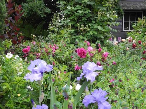 Landscape design melbourne | Sandra McMahon Gardenscape design | Luscious combinations of roses and irises.
