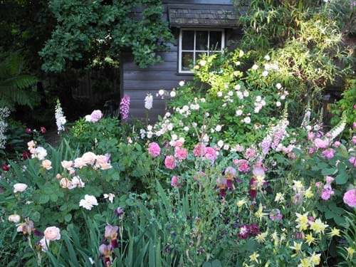 Landscape Design Melbourne | Sandra McMahon Gardenscape Design | Spectacular combination of roses and perennials. Expert plant selection for local conditions is essential.