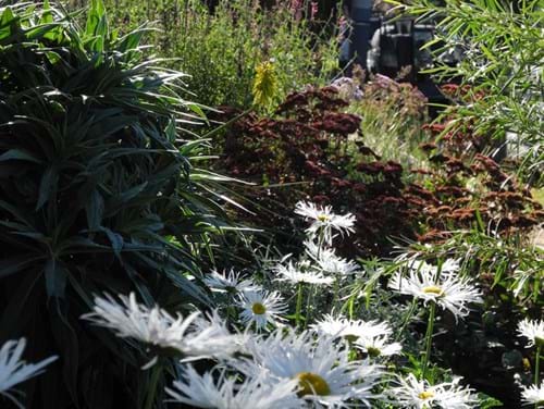Planting design Melbourne | Sandra McMahon Gardenscape Design | Each season brings a new wave of perennials: here a fringed Shasta Daisy.