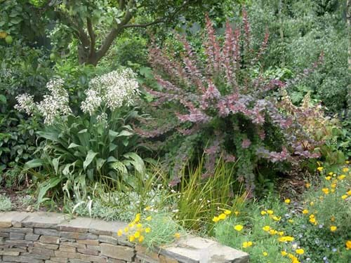 Expert plant selection | Sandra McMahon Gardenscape Design | Successful underplanting of an existing tree calls for expert plant selection.