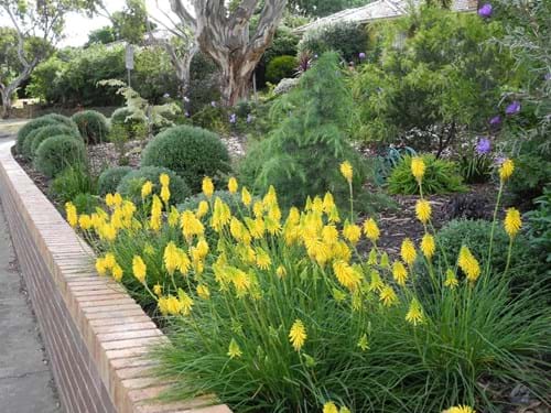 Garden Designers Melbourne | Sandra McMahon Gardenscape design | Little Kniphofias come back each year in ever-increasing numbers.