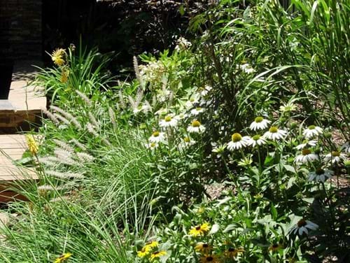 Garden designers Melbourne | Sandra McMahon Gardenscape Design | Pennisetum 'Moudrey' with Echinacea 'Alba'.