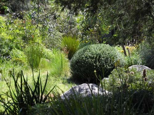 Expert native garden Design Melbourne | Sandra McMahon Gardenscape design | Sandra McMahon Gardenscape Design